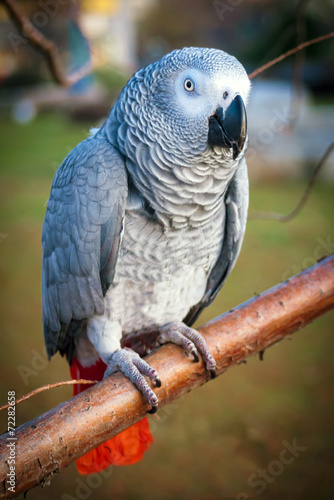 Fotografie, Obraz African Grey Parrot perched on tree branch in park