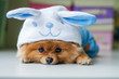 Pomeranian puppy in a funny bunny suit