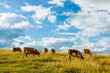 Herd of cows grazing on field