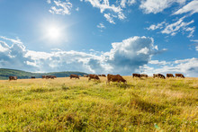 Herd of cows grazing on sunny field
