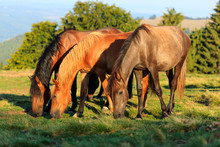 Herd Of Wild Horses Grazing