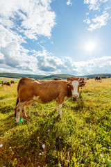 Wall Mural - Herd of cows grazing on sunny field