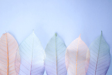 colourful leaves background