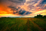 Fototapeta Natura - Дорога в поле на фоне заката