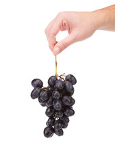 Wall Mural - Black grapes in hand.