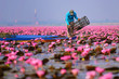 Sea of pink lotus (unseen in Thailand)
