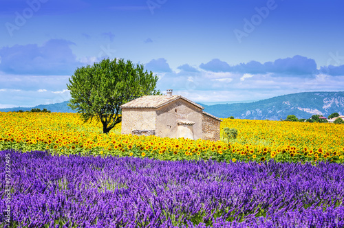 Carta da parati  sunflower field over cloudy blue sky