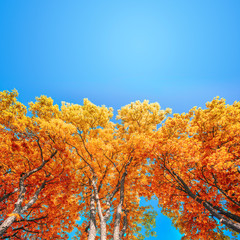 autumn branches in a wood and blue sky