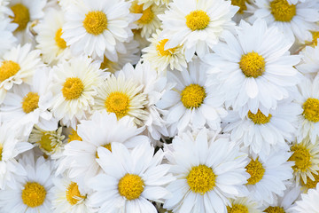 Fotomurales - Chrysanthemum flowers close-up