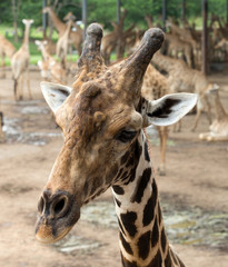 Wall Mural - giraffe