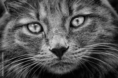 Fototapeta na wymiar Cat with languid gaze