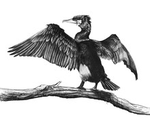Cormorant Draw