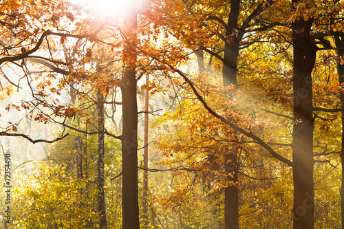 Fotoboard na płycie Promienie słońca przez leafage jesienią