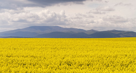 Wall Mural - Colza field