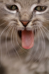 Wall Mural - Funny cat yawning mouth full