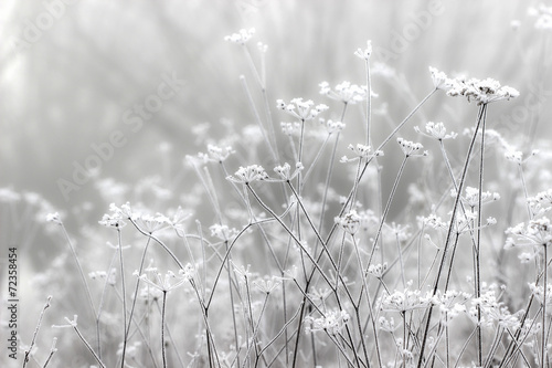 Fototapeta do kuchni Misty morning in old park