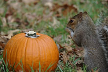 Fluffy Squirrel Eating Pumpkin Seeds Next To A Pumpkin
