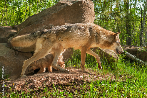 Board z aluminiowym obramowaniem Szary wilk (canis lupus) i krzyżujące się ścieżki