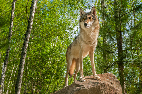 Board z aluminiowym obramowaniem Szary wilk (canis lupus) ostrzegający o skale