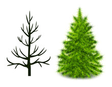 Vector Trees Trunk And Branched Green Christmas Tree