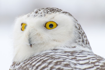 Fotobehang - snowy owl