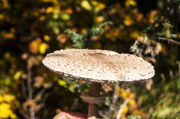 Sticker - Parasol mushroom Macrolepiota procera on autumn background