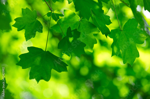 Board z aluminiowym obramowaniem Zielone liście