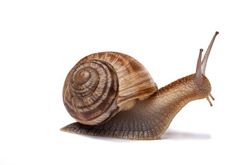 Wall Mural - snail on the white background