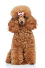 Toy Poodle With Pink Bow