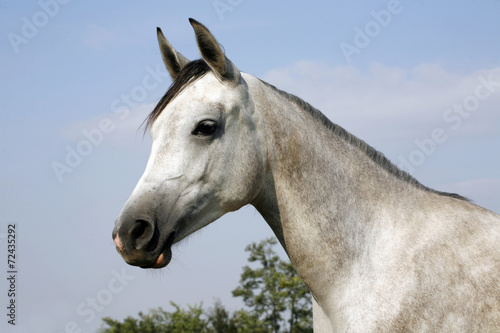 Fototapeta do kuchni Arabian gray horse standing in corral at summertime