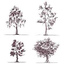 Set Of Four Sketches Trees