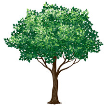 Foliage Tree