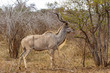Adult Kudu Feeding at Kruger National Park, South Africa