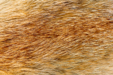 fox fur texture