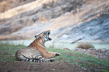 Yawning Bengal Tiger Lying Lazy On The Shore Of A River