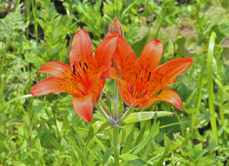 Sticker - Wild lily (Lilium pensylvanicum) 6