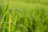 Rice plant with grain