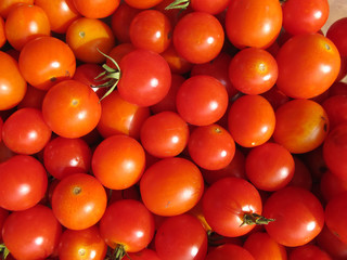 Canvas Print - Ripe cherry tomatoes cultivated in the garden