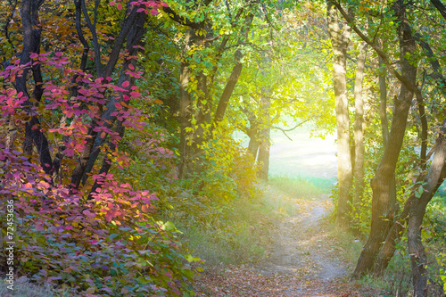 Naklejka na szafę autumn forest tunnel