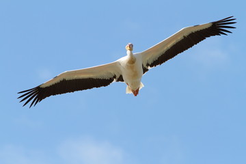 Wall Mural - great pelican with open wings