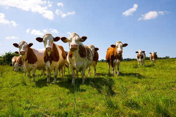 Montbeliarde cows