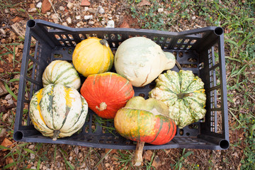 Poster - pumpkins in plastic crate