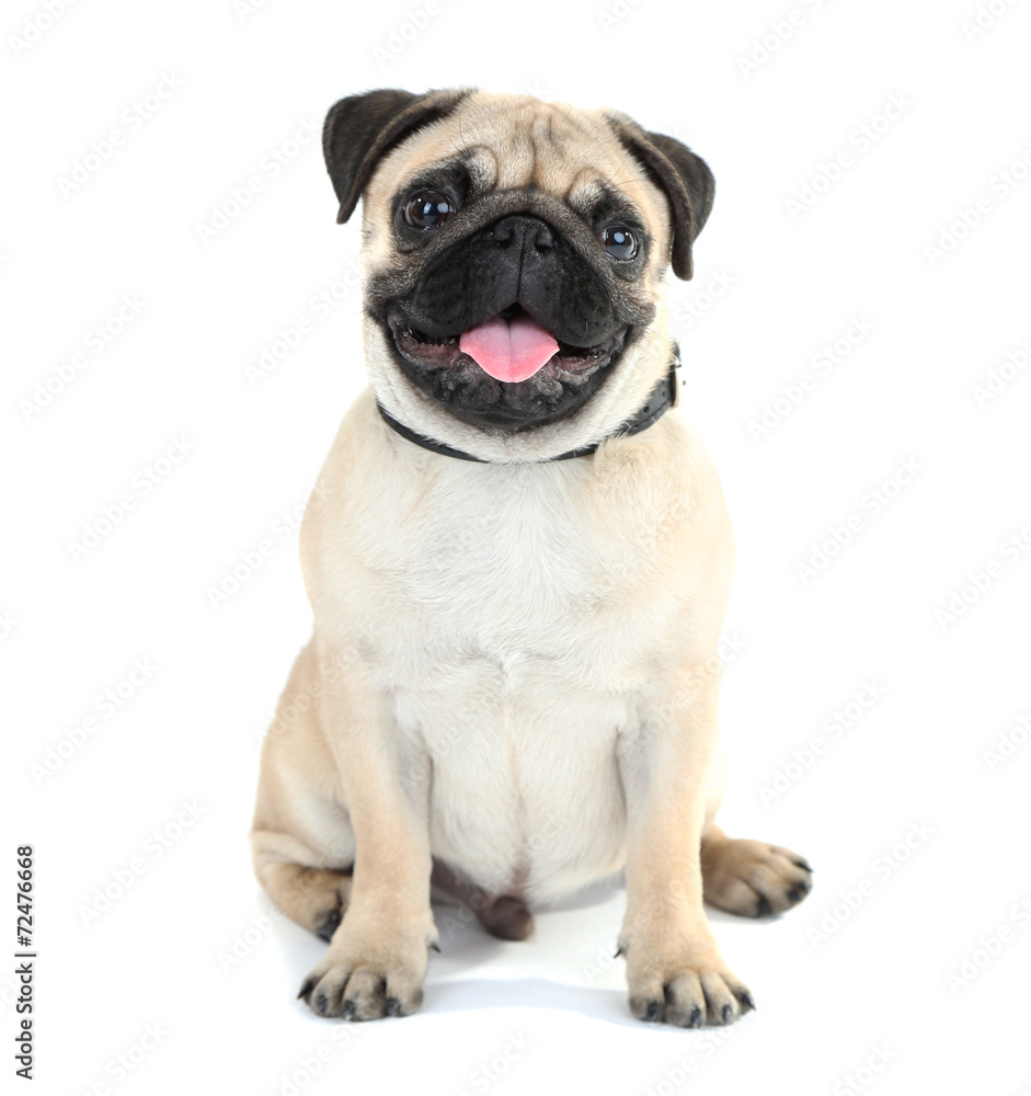 Funny, cute and playful pug dog isolated on white - obrazy, fototapety, plakaty 
