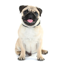 Funny, Cute And Playful Pug Dog Isolated On White