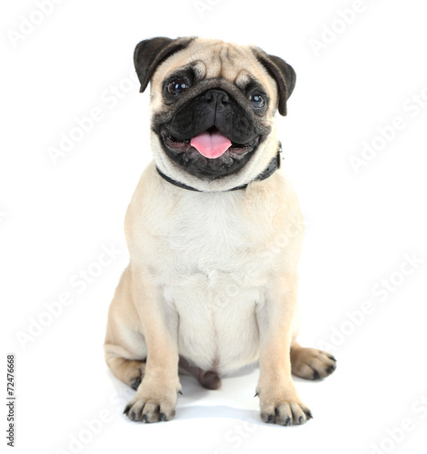 Fotografía Perro divertido, lindo y juguetón barro amasado aislado en blanco