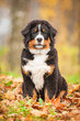 Bernese mountain puppy sitting in the park in autumn