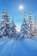 Coniferous trees in the snow