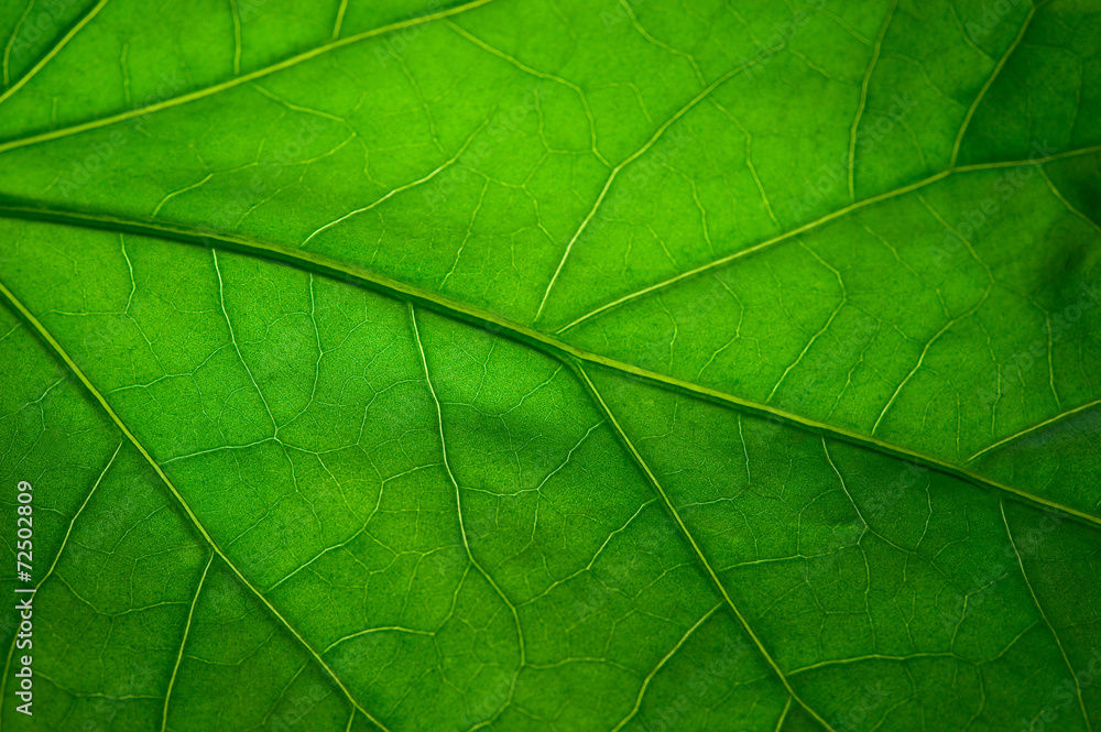 Green leaf - obrazy, fototapety, plakaty 
