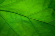 canvas print picture - Green leaf