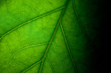 Fototapeta  - Green leaf